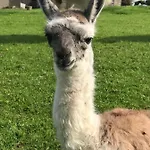 The Lazy Llama Farm Shepherd Hut