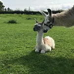 The Lazy Llama Farm Shepherd Hut Apartment *