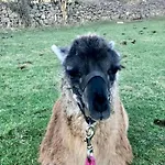 The Lazy Llama Farm Shepherd Hut * Ballyshannon