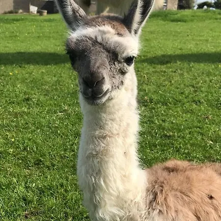 The Lazy Llama Farm Shepherd Hut