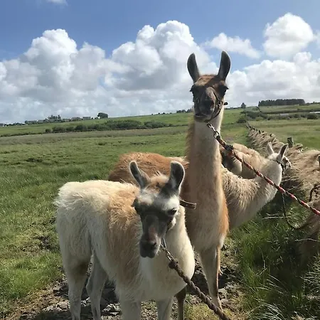 The Lazy Llama Farm Shepherd Hut Ballyshannon