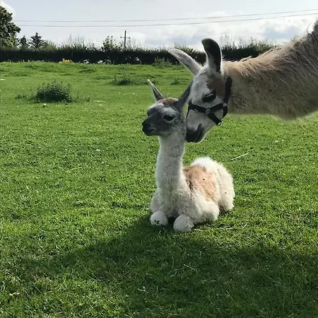 The Lazy Llama Farm Shepherd Hut شقة *
