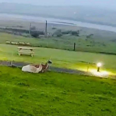 The Lazy Llama Farm Shepherd Hut شقة *