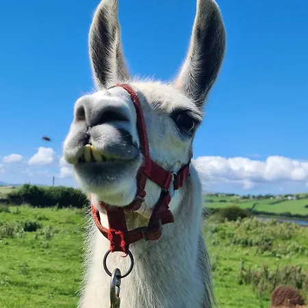 The Lazy Llama Farm Shepherd Hut Ballyshannon