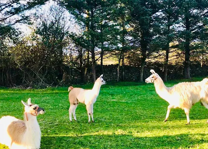 아파트 The Lazy Llama Farm Shepherd Hut *