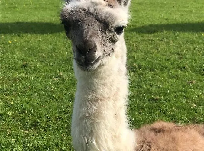 The Lazy Llama Farm Shepherd Hut