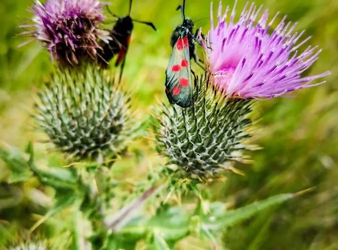 The Lazy Llama Farm Shepherd Hut *