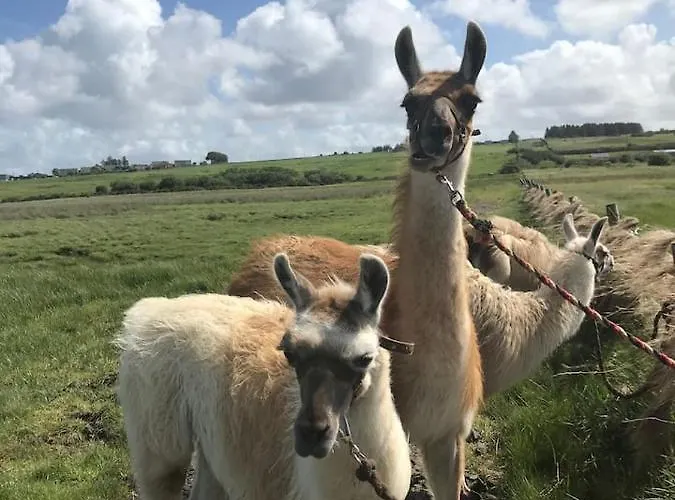 The Lazy Llama Farm Shepherd Hut 밸리셰넌