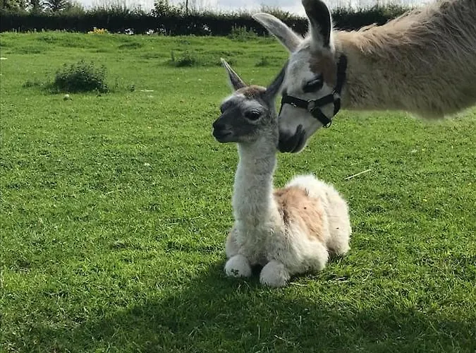 The Lazy Llama Farm Shepherd Hut 아파트 *