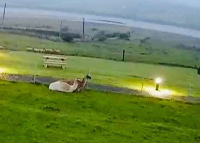 The Lazy Llama Farm Shepherd Hut 아파트 *