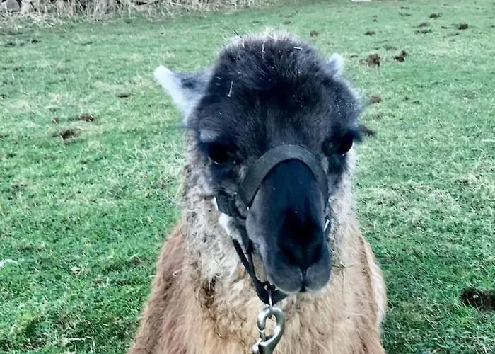 The Lazy Llama Farm Shepherd Hut * Баллишаннон